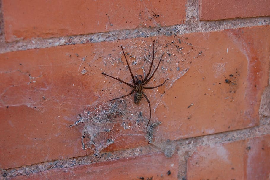 spider, web, cobweb, spiderweb, halloween, creepy, insect, bricks HD wallpaper