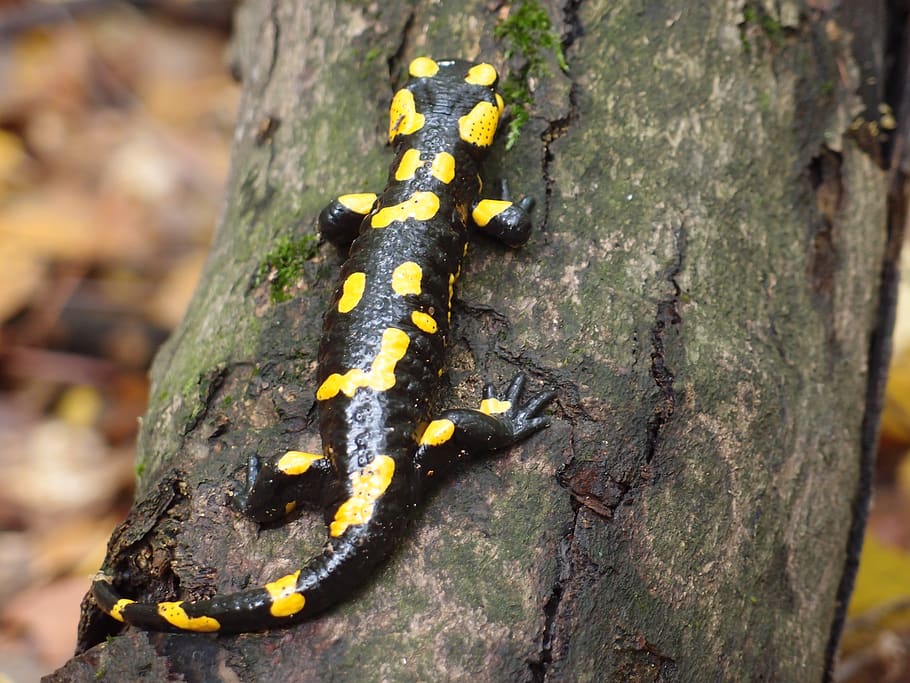 the salamander, salamandra salamandra, trunk, tree trunk, plant