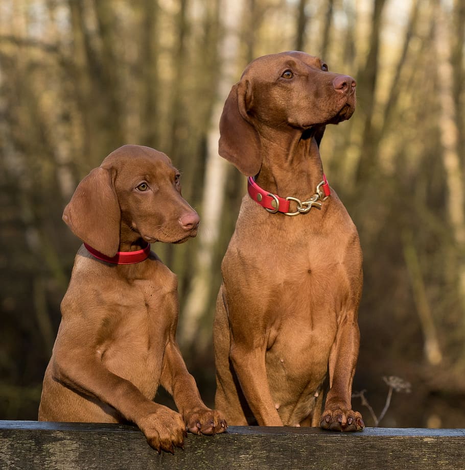 photo of two Viszla dogs, close, canine, mammal, domestic, animal themes HD wallpaper