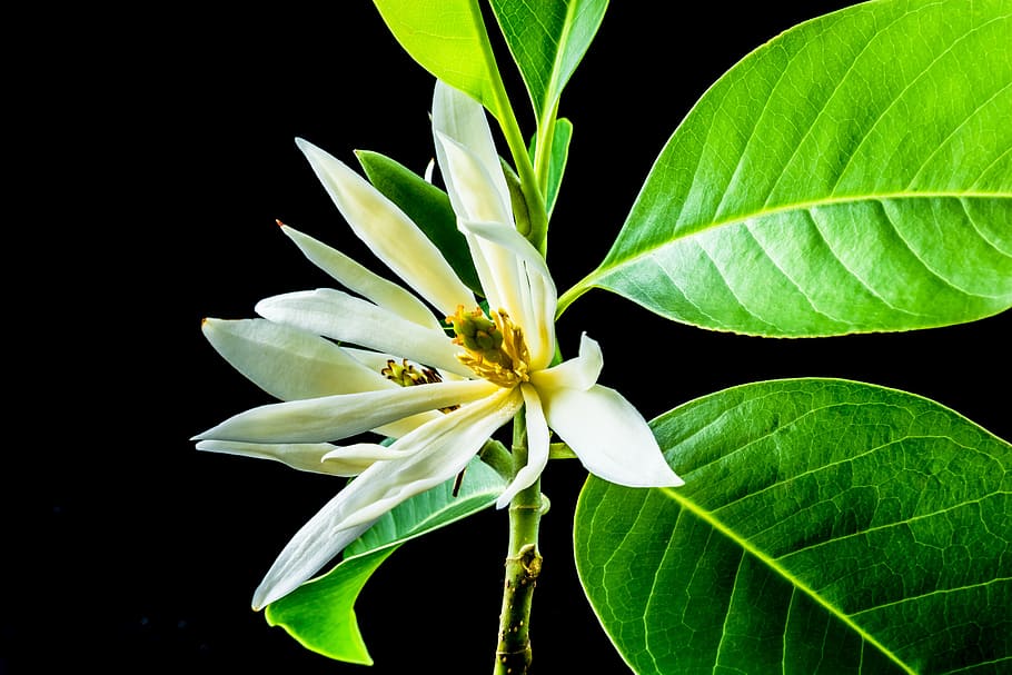 michelia champaca, blossom, bloom, white, yellow, branch, leaves, HD wallpaper