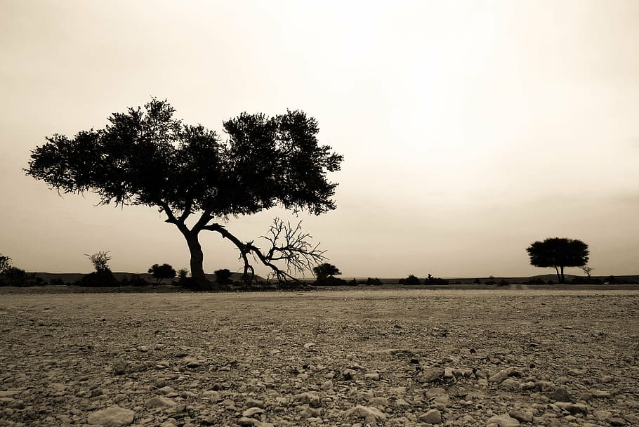 tree, desert, landscape, nature, hot, dry, desert landscape HD wallpaper