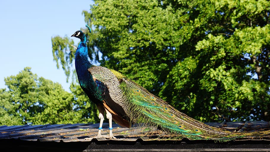 pavo cristatus, peacock, male, bird, animal, animal wildlife, HD wallpaper