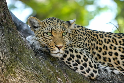 wildlife selective focus photography of leopard laying on branch HD wallpaper