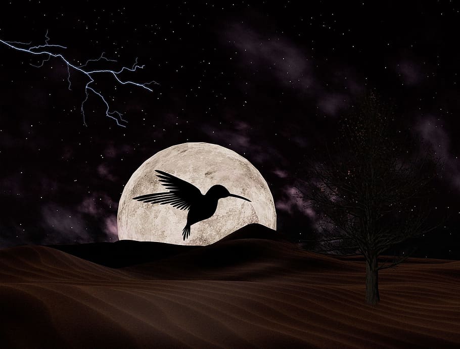 moon, bird, night, sky moon, silhouette, astronomy, space, star - space HD wallpaper