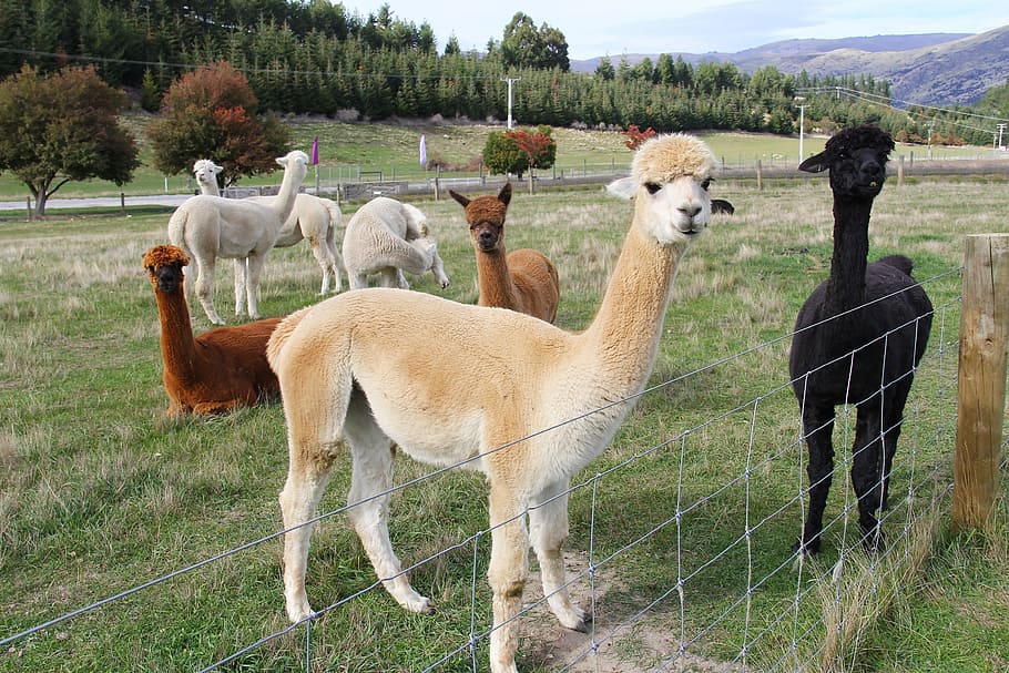 Adorable, Alpacas, Lamb, Lavender, Farm, beautiful, enchanting HD wallpaper