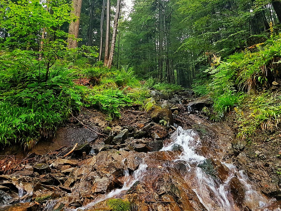 nature, forest, water, trees, plant, land, beauty in nature HD wallpaper