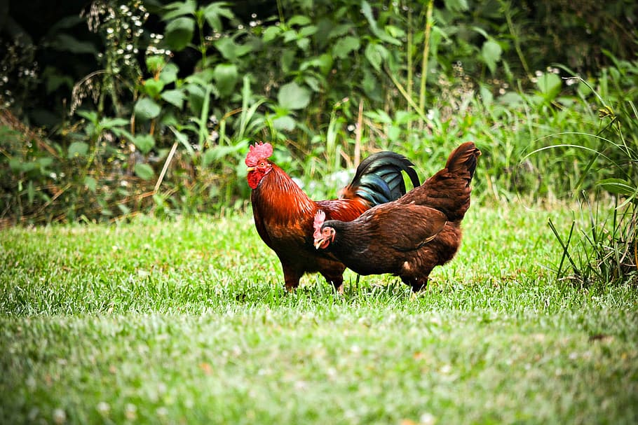 brown hen and red rooster on lawn grass, chicken, farm, cockerel HD wallpaper