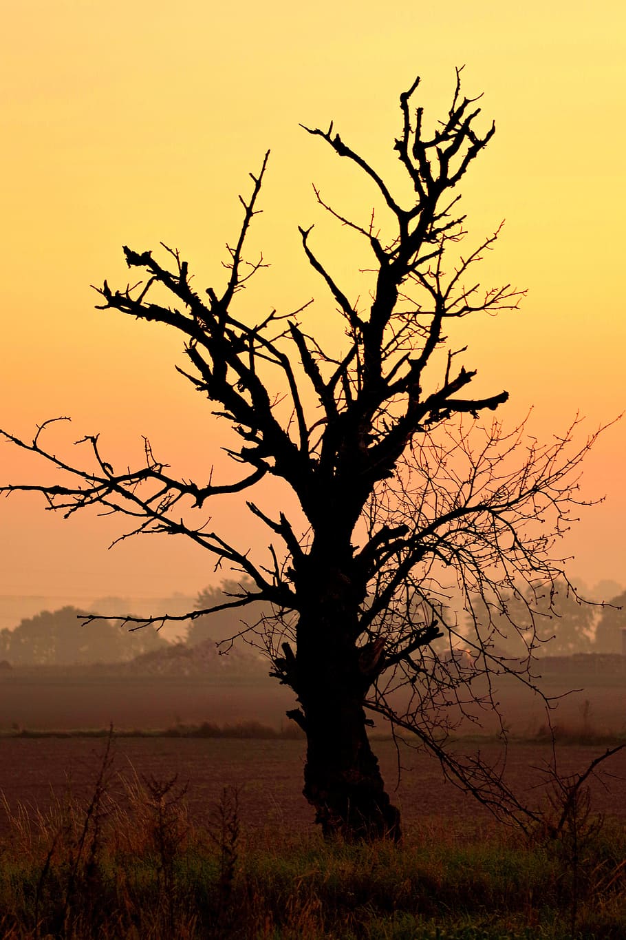 tree, dead, dry, sky, yellow, sunrise, dawn, field, lonely HD wallpaper