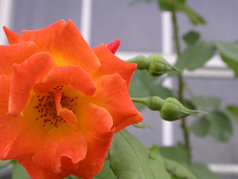 rose, flower, flora, macro, orange, flowers, bloom, beauty HD wallpaper
