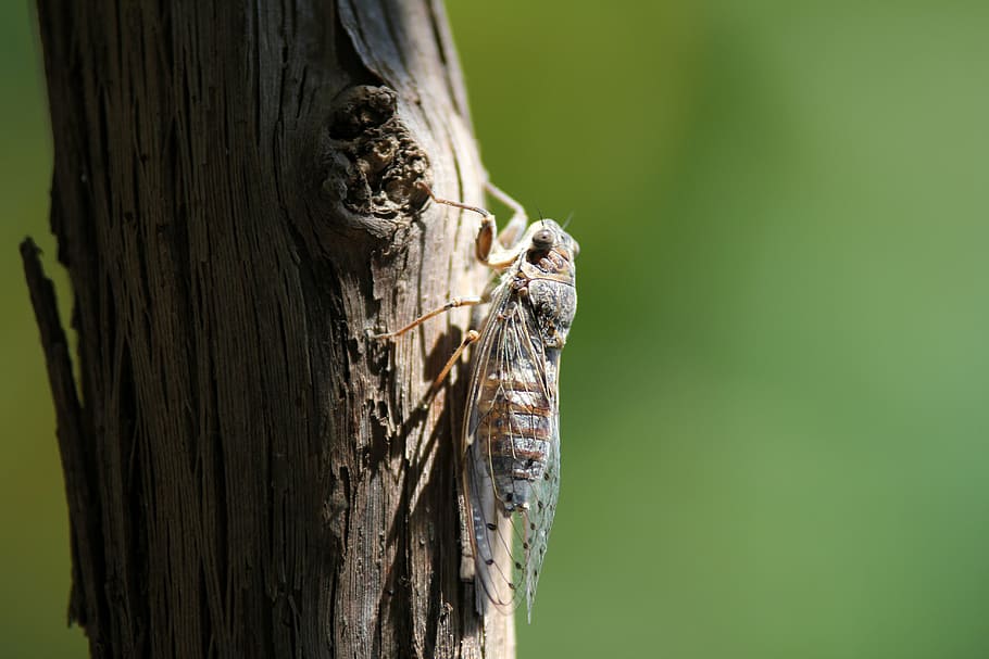 close-up, insect, macro, trunk, animal, animal themes, one animal HD wallpaper