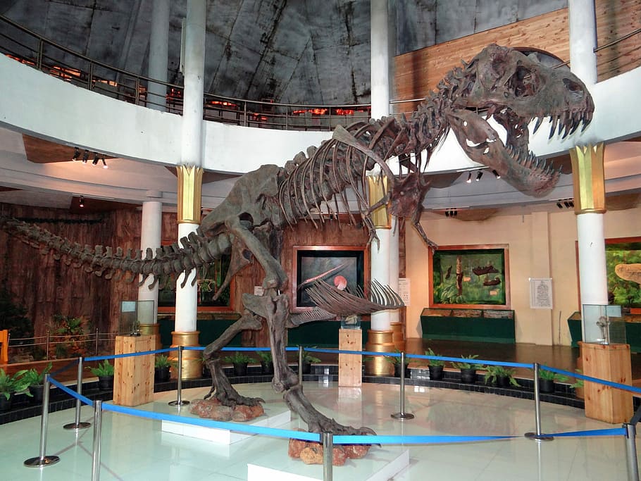Skeleton, Dinosaur, Display, Museum, prehistoric, fossil, animal HD wallpaper