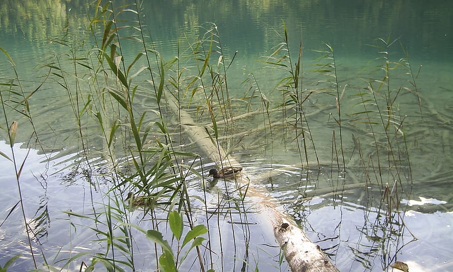 water, lake, nature, reflection, birds, duck, landscape, river HD wallpaper