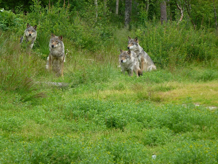 wolf, predators, hunter, kjøttspiser, forest, the nature of the HD wallpaper