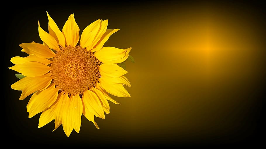 sunflowers illustration, sun flower, trauerkarte, mourning, condolences, HD wallpaper