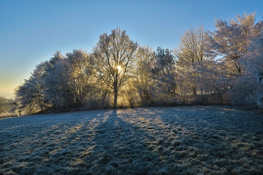 trees capped with snow on field, sun, nature, winter, frost HD wallpaper