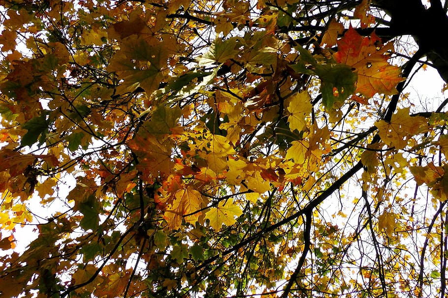 maple leaves, autumn, colorful, fall color, leaf, tree, nature HD wallpaper