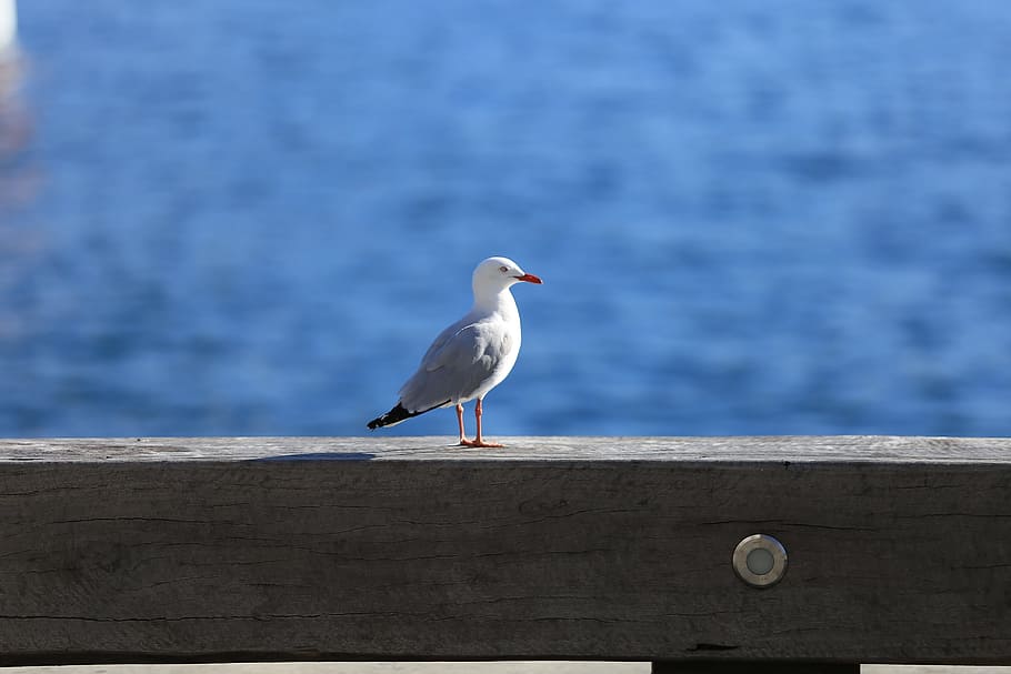 bird, seagull, feather, animal themes, animals in the wild HD wallpaper