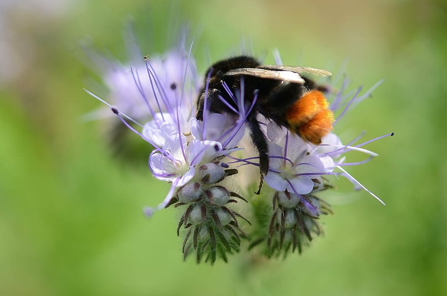 bee, pollen, nectar, blue, flower, macro, close, plant, insect HD wallpaper