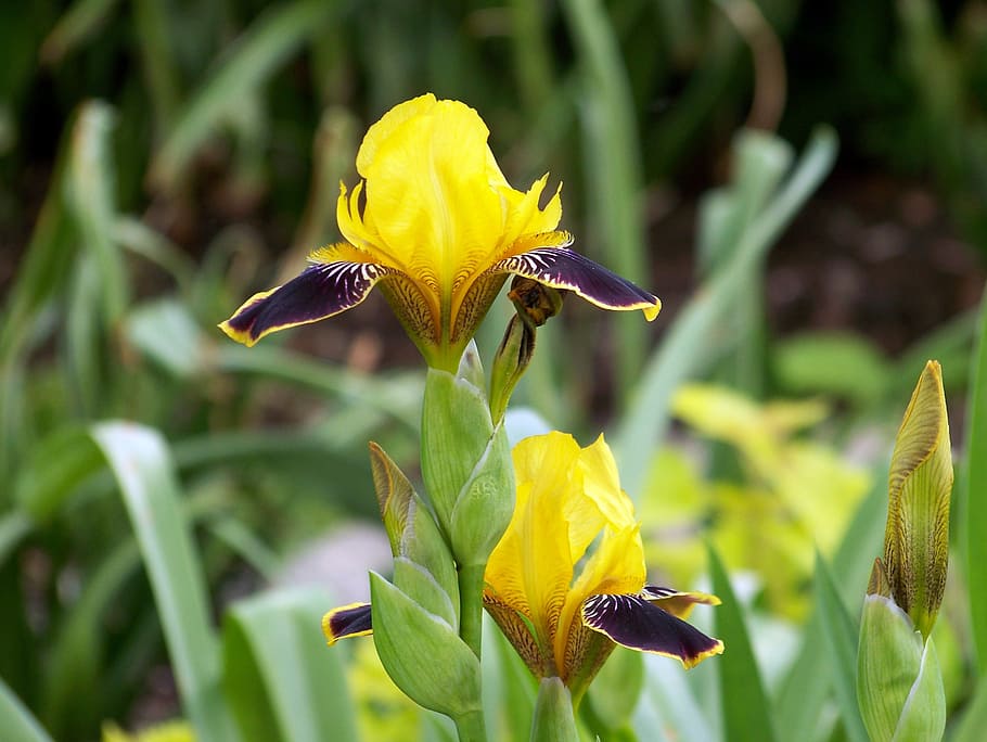 iris, flower, spring, floral, blossom, petal, garden, leaf HD wallpaper