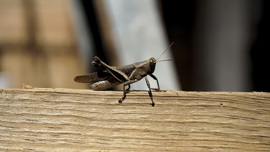 cricket, insect, board, invertebrate, animal, animal wildlife HD wallpaper