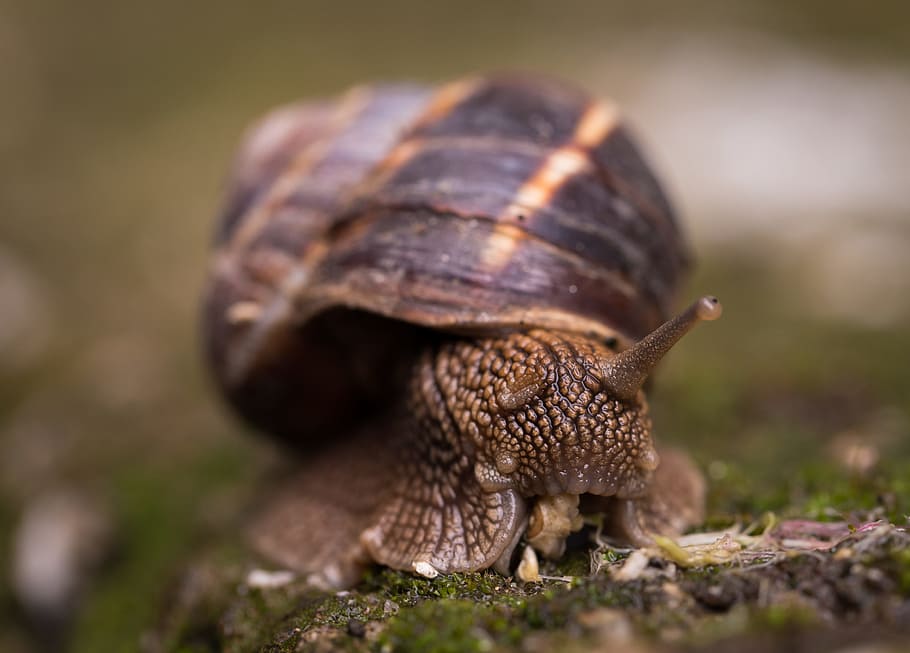 Shallow Focus Photography Of Snail, animal, close-up, gastropod HD wallpaper