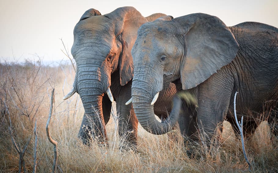 shallow focus photography of two black elephants, swaziland, africa