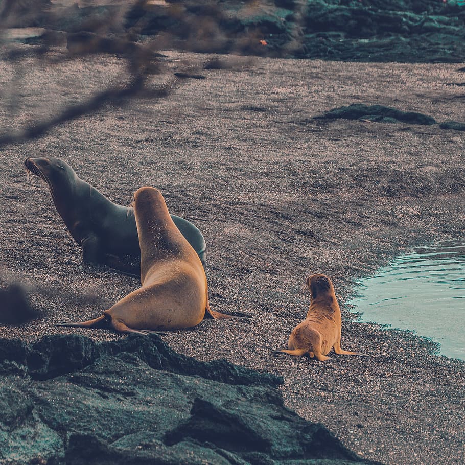 Three seals. Лев на море. Натуралисты на пляже. Seal on the Beach.