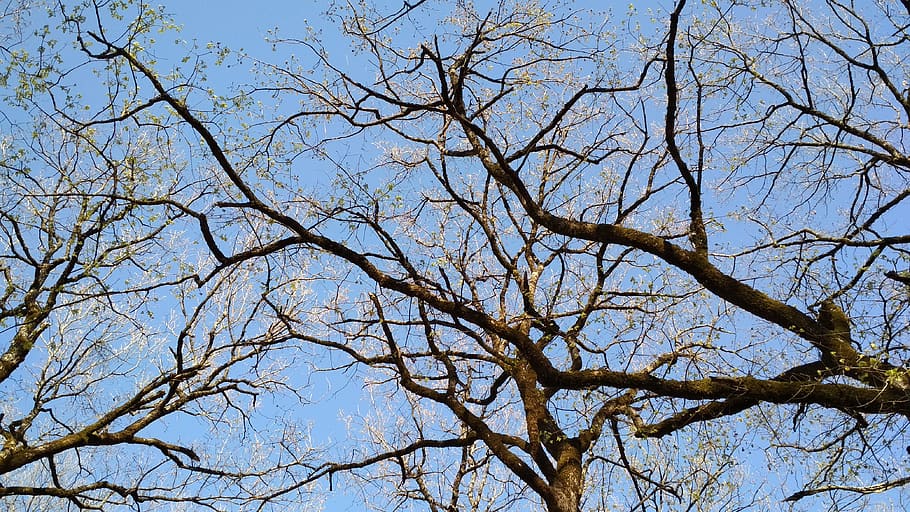 oak trees, branches, sky, spring, foloi forest, hellas, low angle view HD wallpaper
