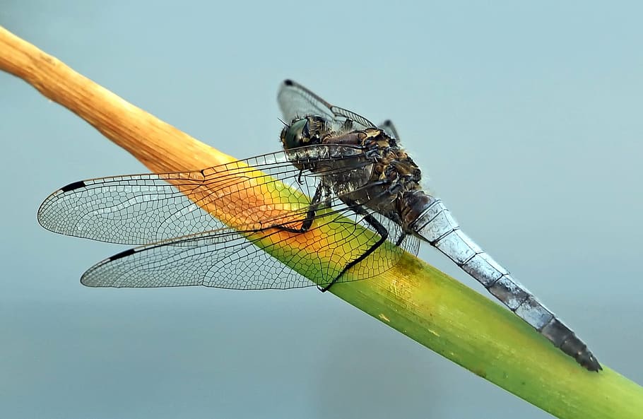 black dragonfly perching on green stem, insect, nature, live HD wallpaper