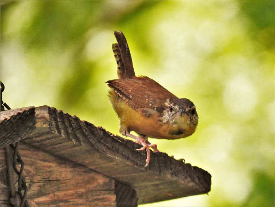 bird, up close, funny, interesting, wildlife, animal, animal themes HD wallpaper