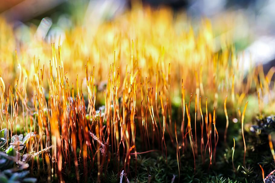 moss, plant, nature, macro, colors, growth, outdoors, field HD wallpaper