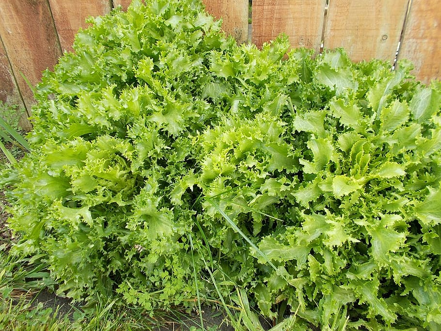 plants, chicory, salted vegetables, green, green color, growth HD wallpaper