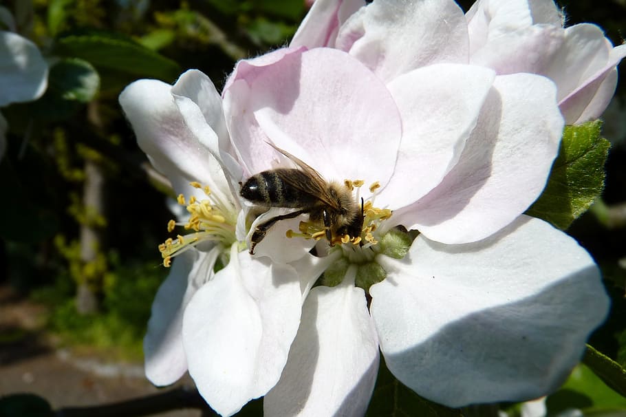Bee, Pollen, Collect, Blossom, Bloom, spring, pollination, nectar HD wallpaper