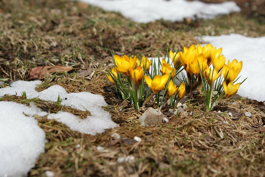 crocus, spring meadow, flowers, yellow, plant, nature, bloom HD wallpaper