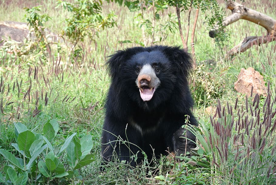 black bear on grass field, sloth bear, india, animal, nature, HD wallpaper