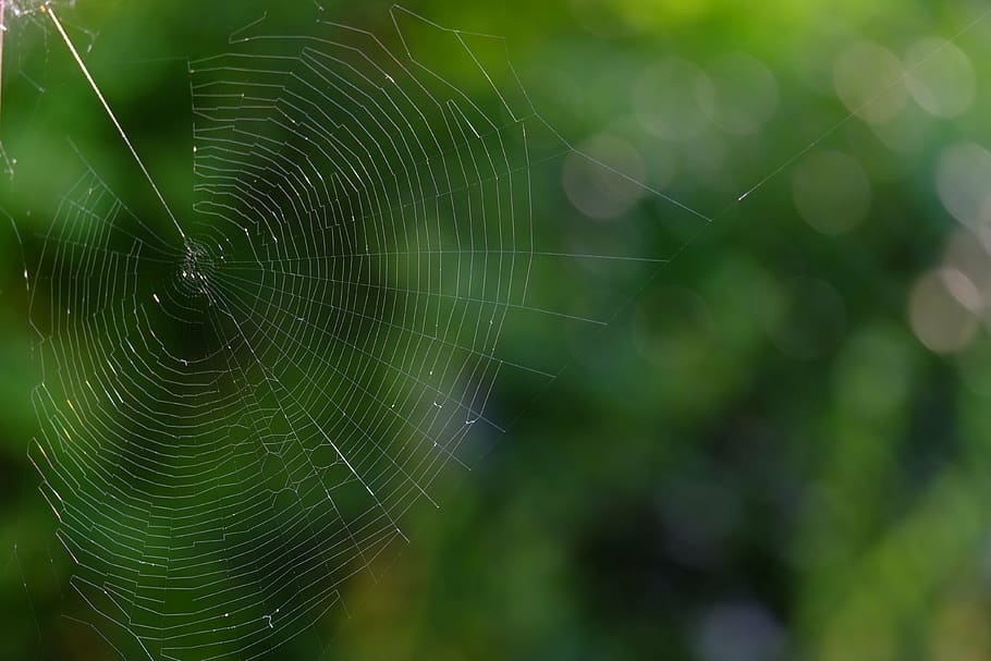 cobweb, network, insect, nature, spider, close, animals, arachnid, HD wallpaper