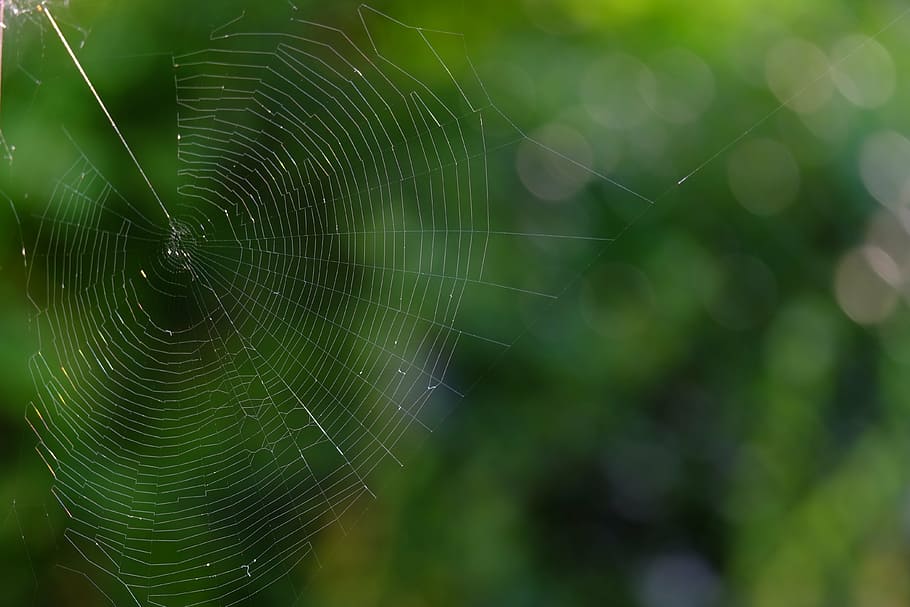cobweb, network, insect, nature, spider, close, animals, arachnid HD wallpaper