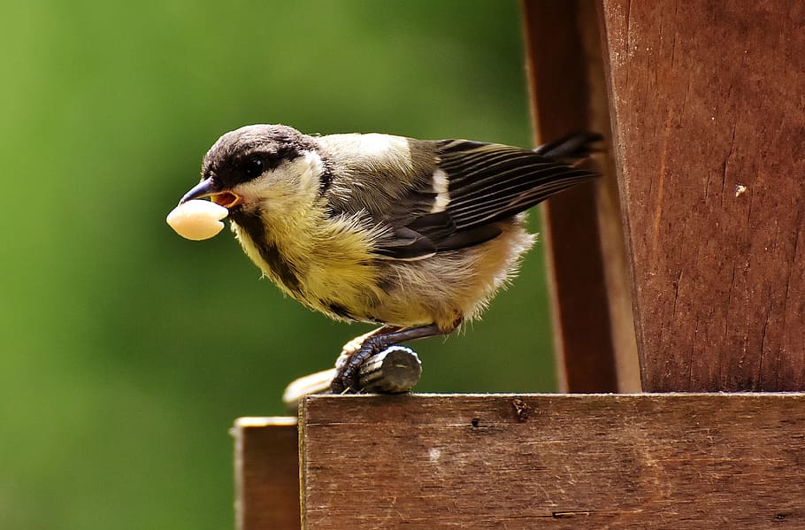 Tit, Food, Peanuts, Feed, Bird, Nature, garden, animal, small bird HD wallpaper