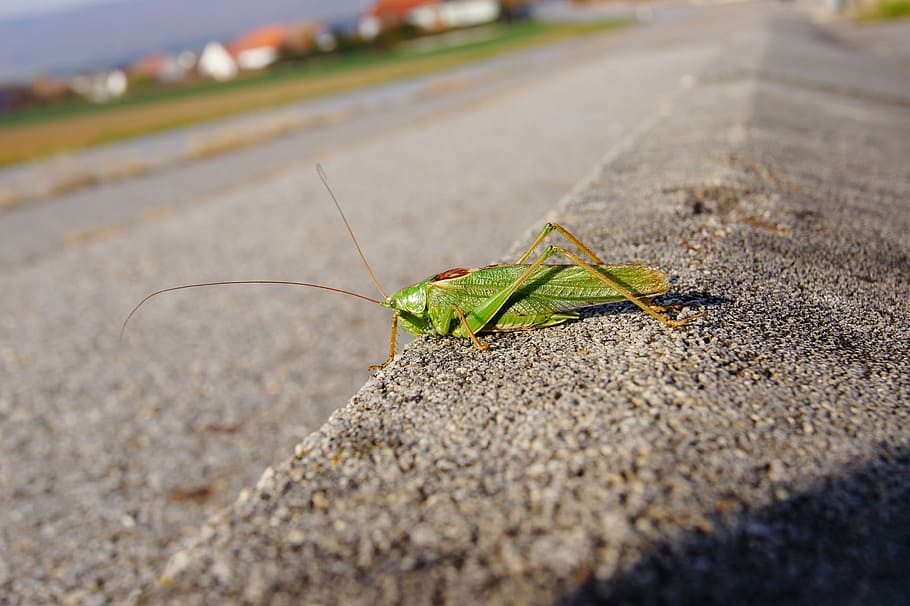 grasshopper, insect, green, animal themes, animal wildlife HD wallpaper