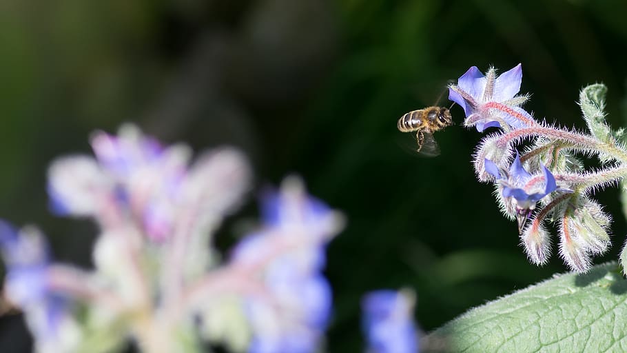 bee, borage, bees, insects, biodiversity, flowering plant, vulnerability HD wallpaper