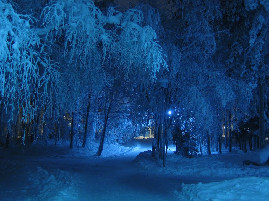 green, brown, trees, winter, night, blue, shade, snow covered