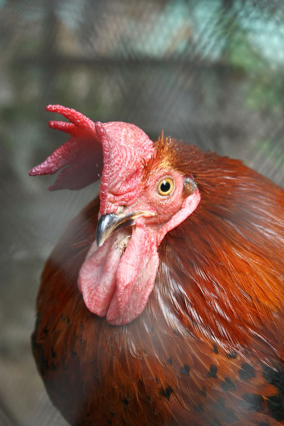 cock, bird, macro, closeup, red, beak, the hen, revival, food, HD wallpaper