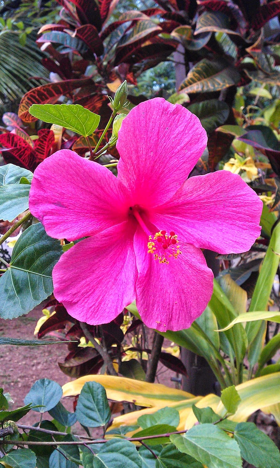 hawaiian hibiscus, pink hibiscus, single flower, flowering plant, HD wallpaper