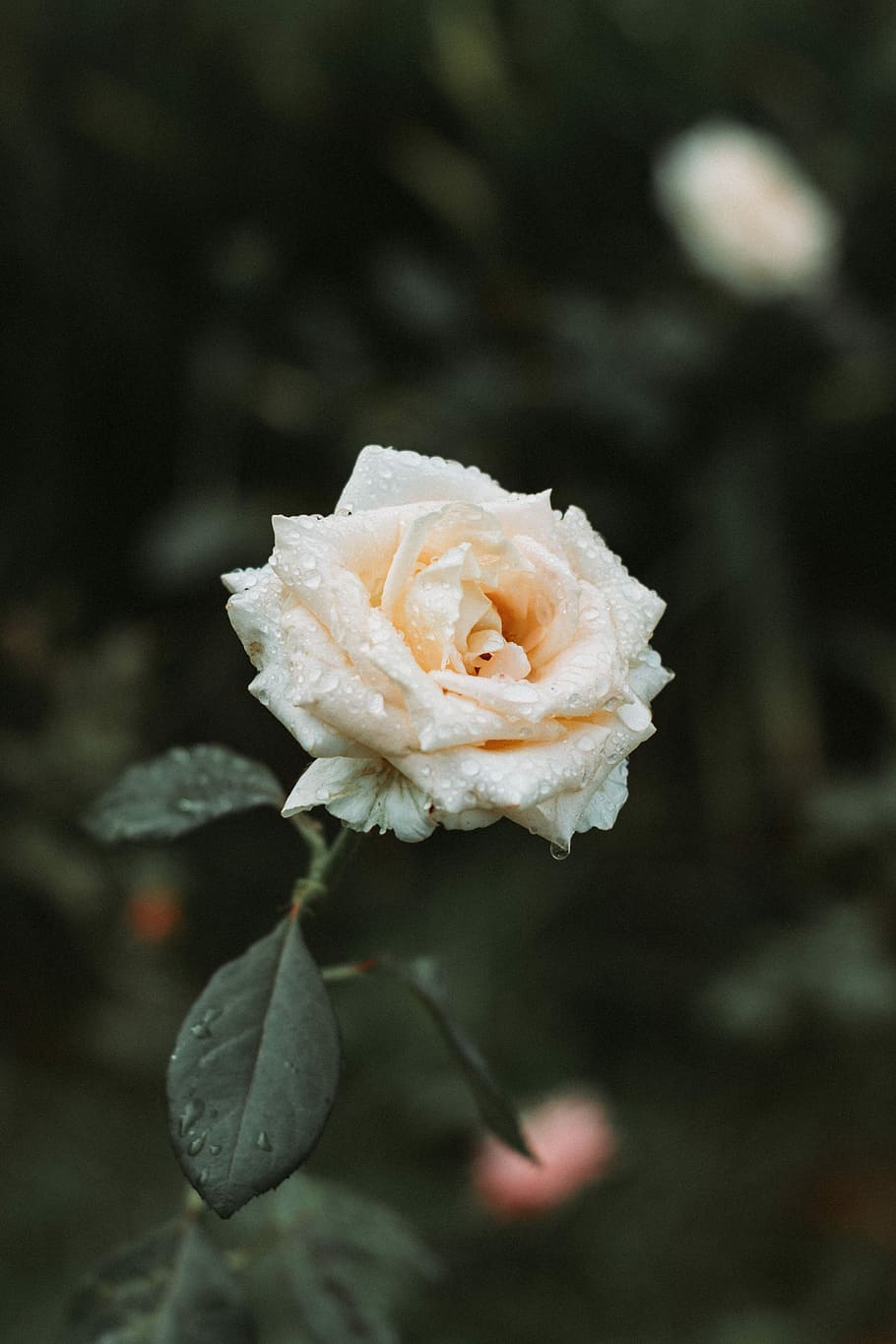 water droplets on pink rose, shallow focus photo of white rose HD wallpaper