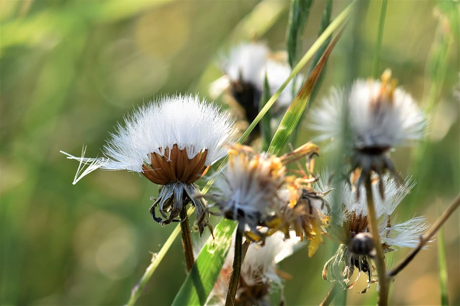 Dandelion, Bloom, Blossom, Spring, pointed flower, nature, spring flower HD wallpaper