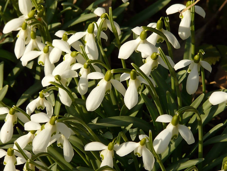 snowdrop, flower, spring, blossom, bloom, color, plant, garden HD wallpaper
