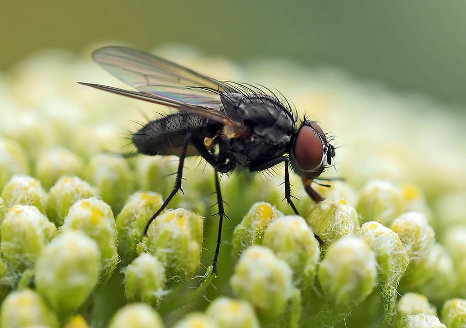 insect, nature, live, invertebrate, animal wildlife, animal themes HD wallpaper
