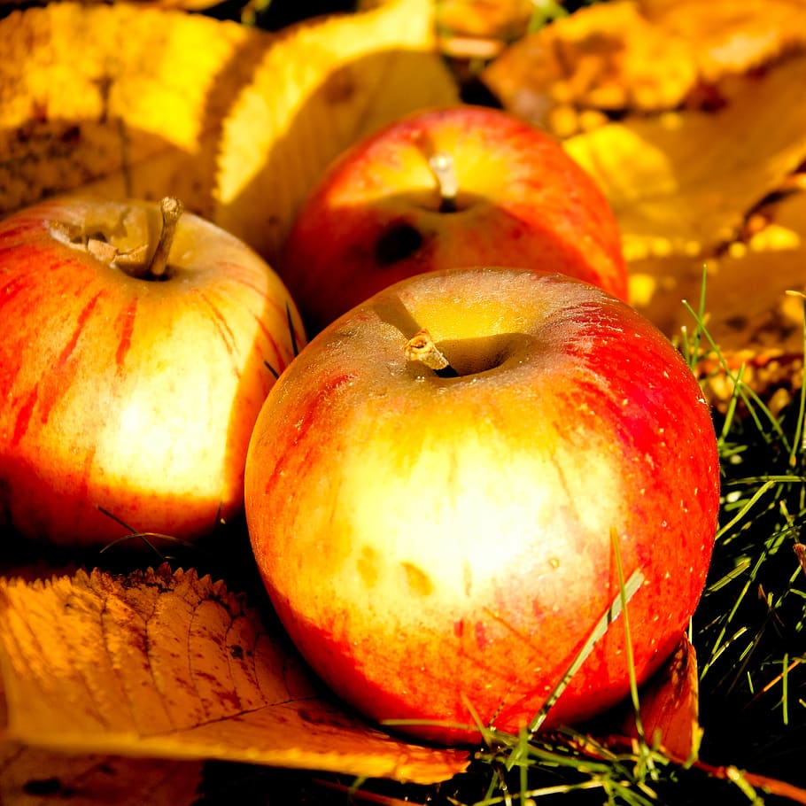 windfall, autumn, apple, food and drink, healthy eating, freshness HD wallpaper