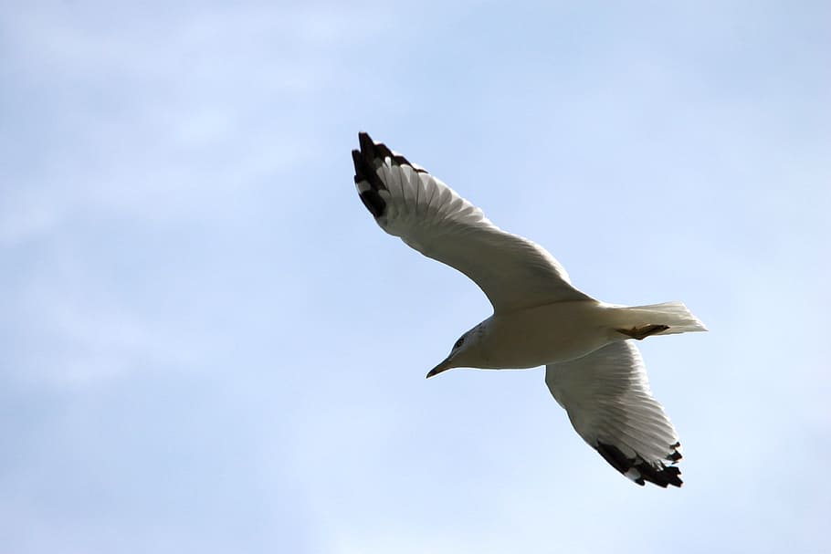 bird, flying, sky, flight, animal, birds flying, wing, blue HD wallpaper