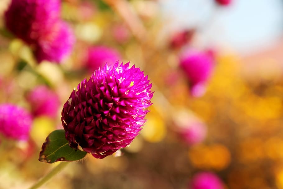 Flower, Globe Amaranth, Blooming, vibrant, macro, nature, plant HD wallpaper